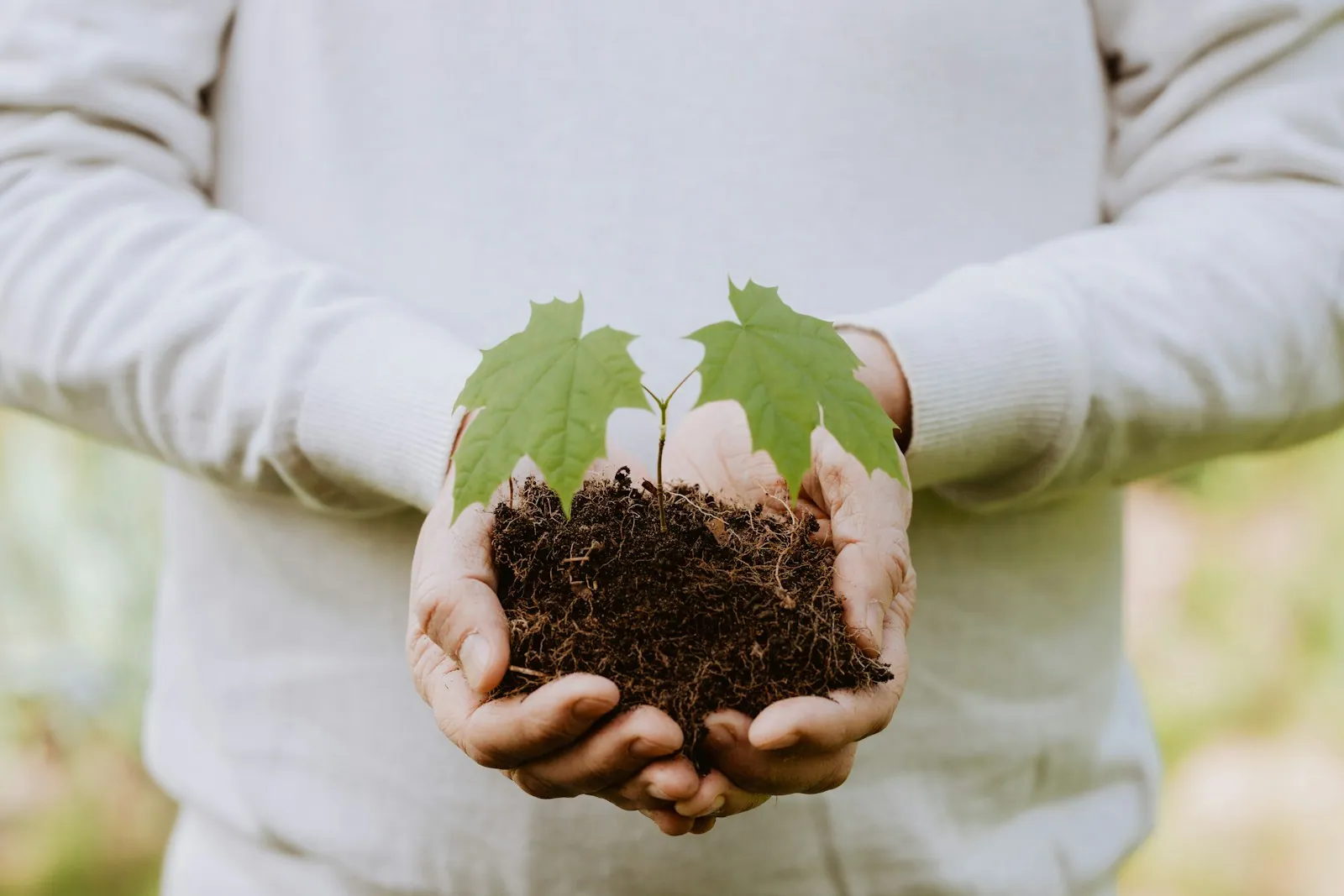 Hands holding a young sapling in soil